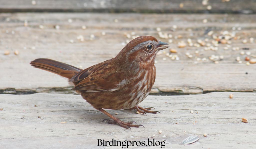 Song Sparrow