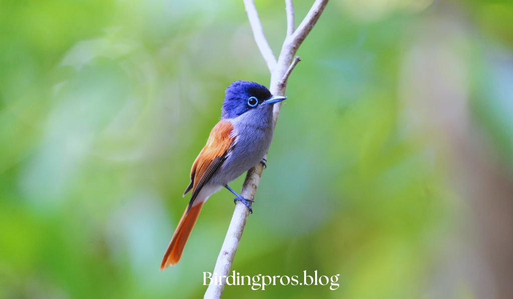 Songbird Paradise