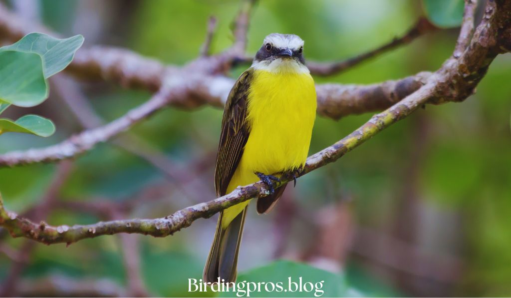 Spotting The Unseen Rare Birds in California