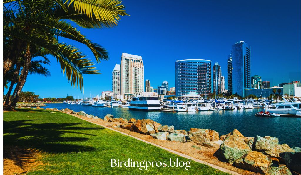 Stunning Avian Diversity of San Diego