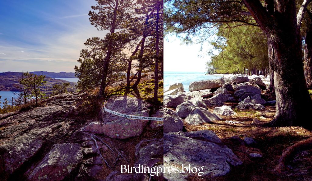 Texas Gulf Coast: Shoreline Treasure