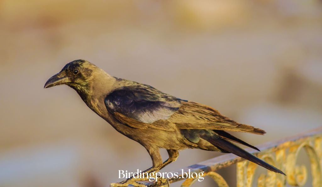 The Mysterious Black Rail
