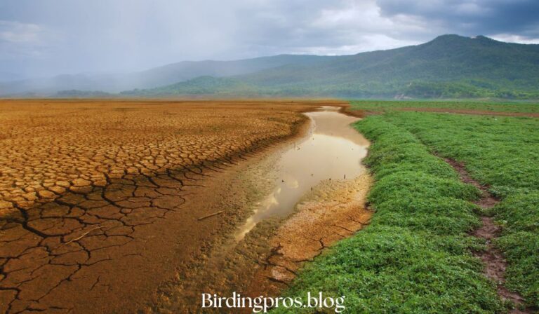 The Profound Impact of Climate Change on Birds Populations