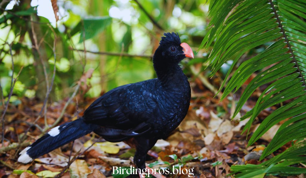 Threats to Survival Why Rare Birds Face Extinction