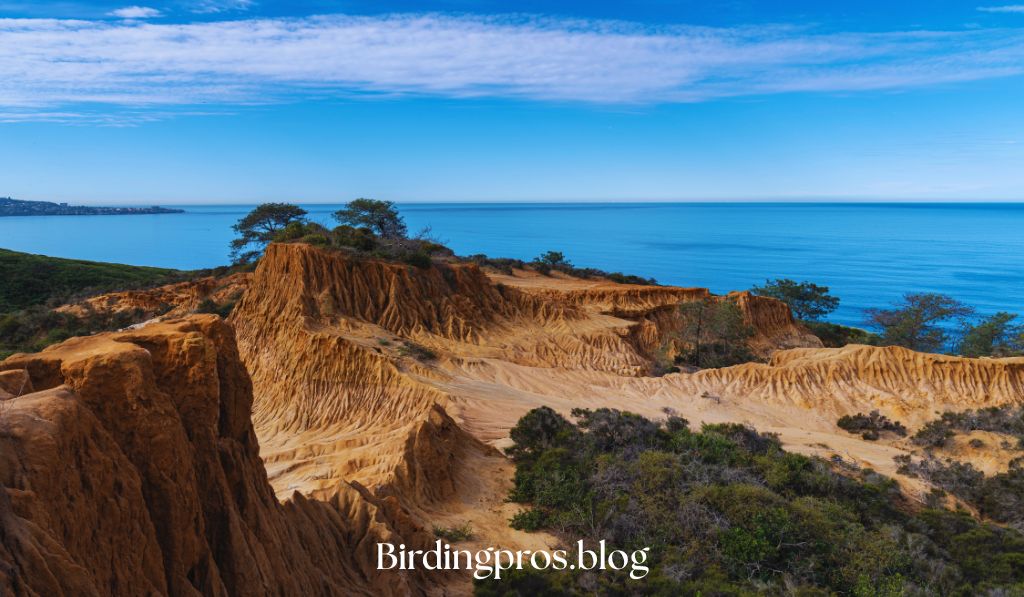 Torrey Pines State Natural Reserve