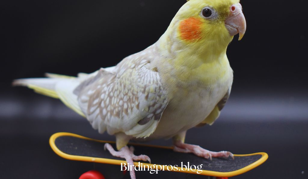 Training Your Pet Birds