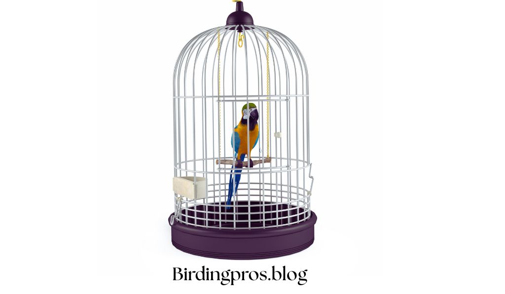 Traveling with Green Parrot