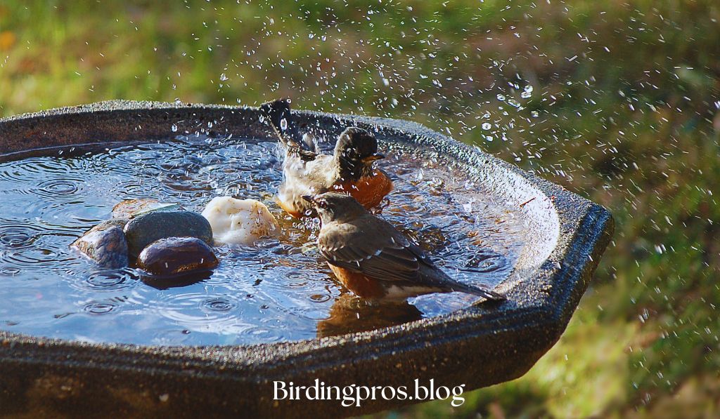 Water Features for Birds