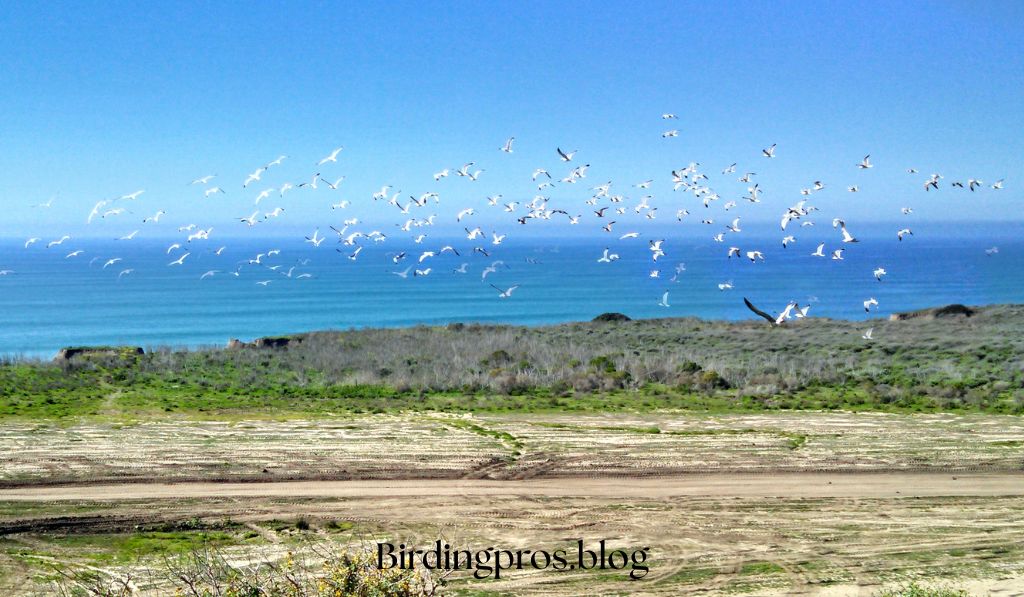 Wetland Birds of San Diego County
