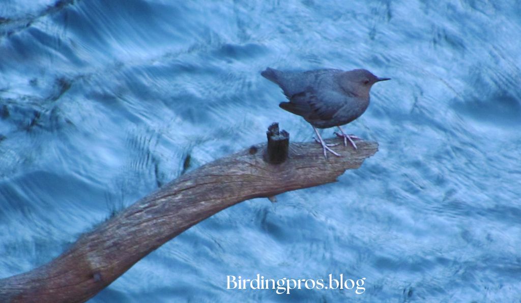 Yellowstone Birding