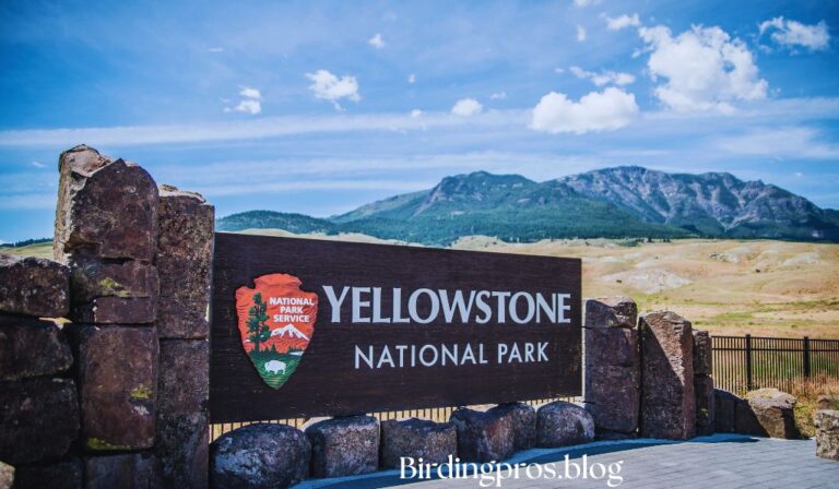 Yellowstone National Park