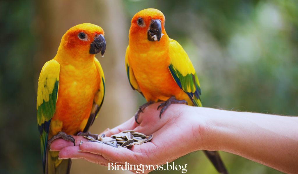 care for Green Parrot