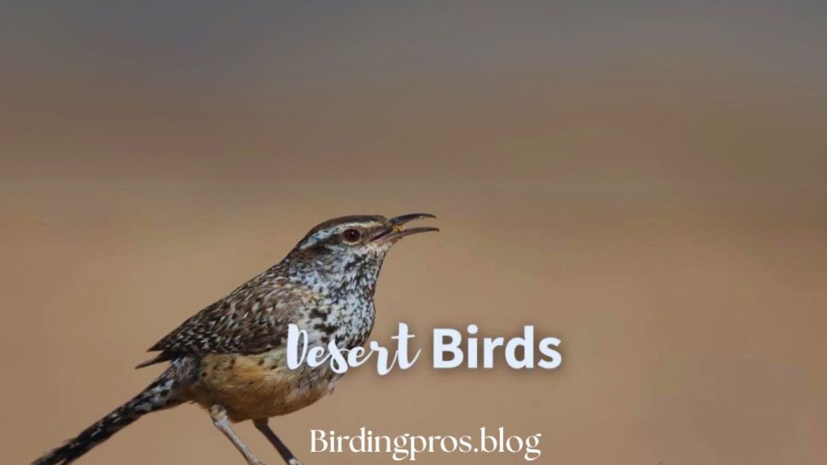 desert birds