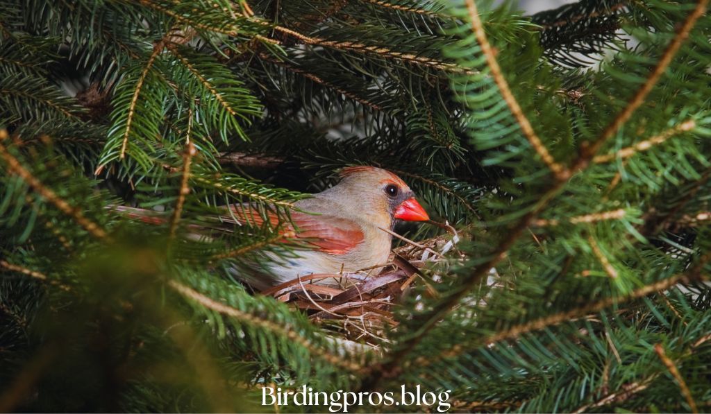 nesting of Cardinals
