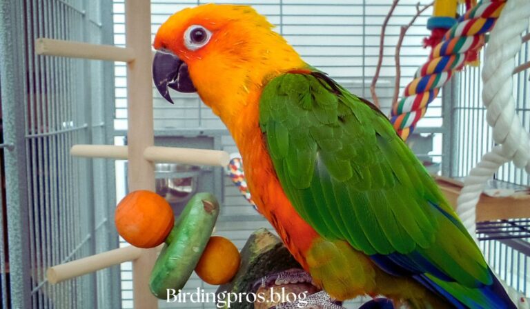 pet birds