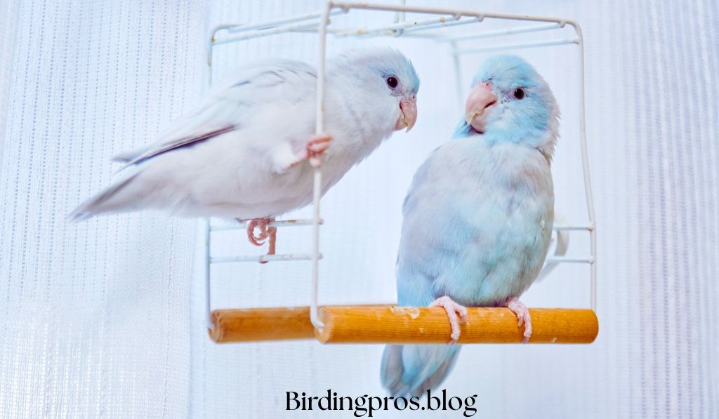 pet birds companion