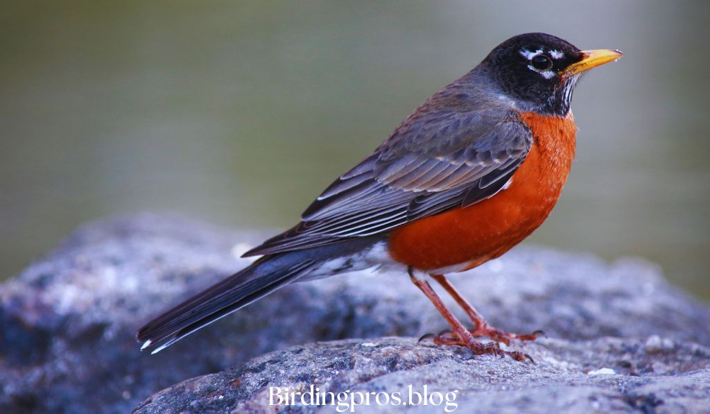 American Robins