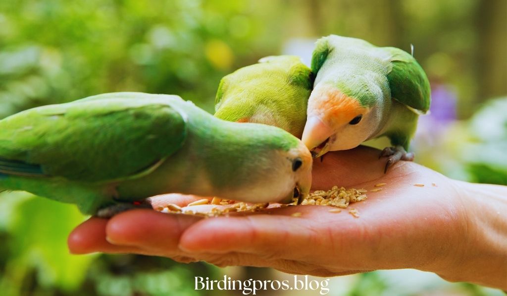 Avian Nutrition