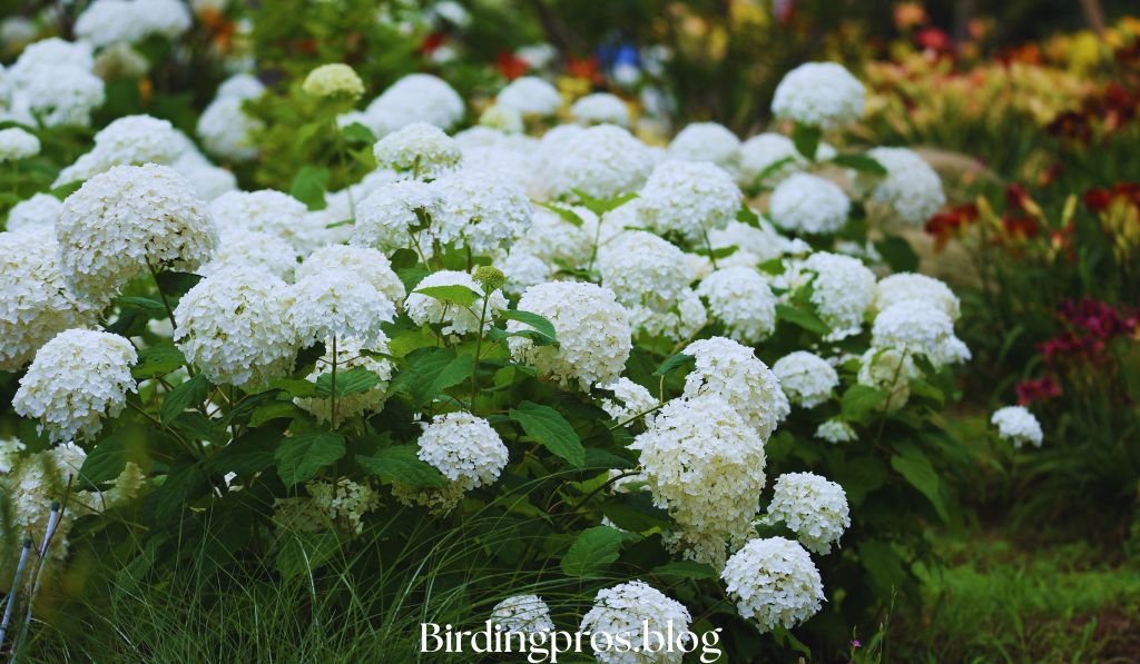 Bird-Friendly Native Plant Garden