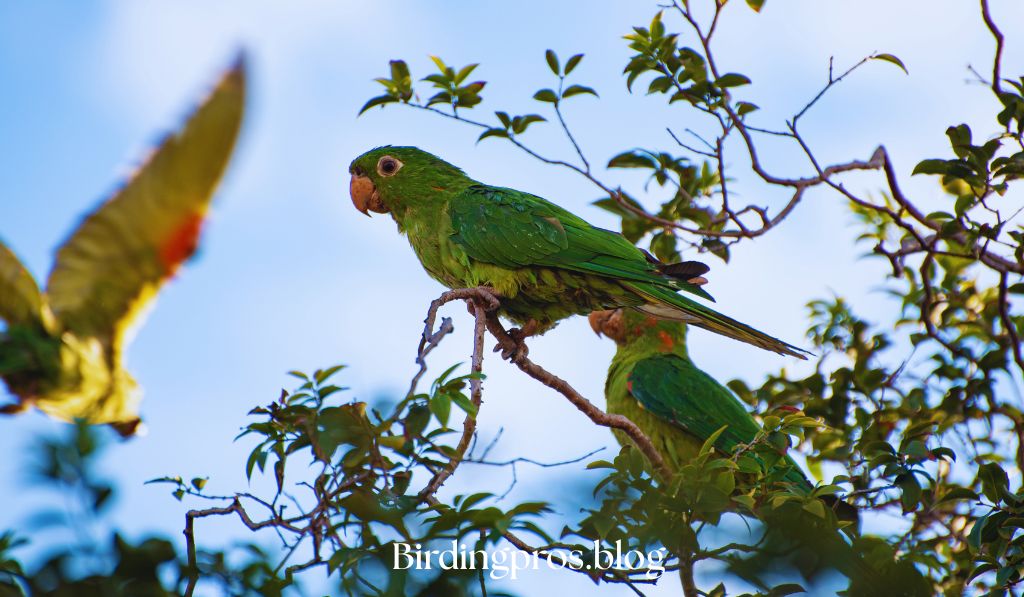 Bird-Friendly Plant Selection