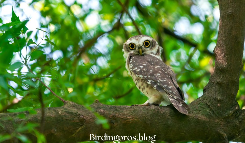 Birds Best Spots for Bird Enthusiasts