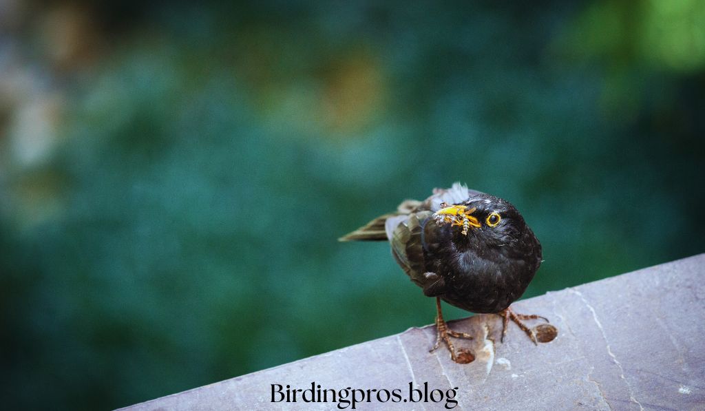 Birds food