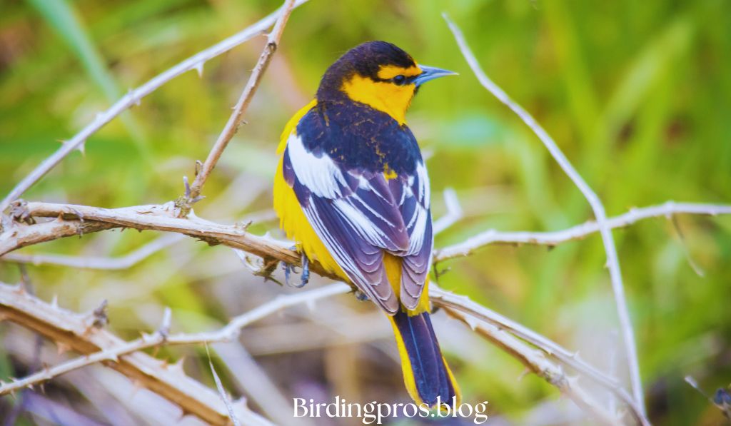 Bullock's Oriole