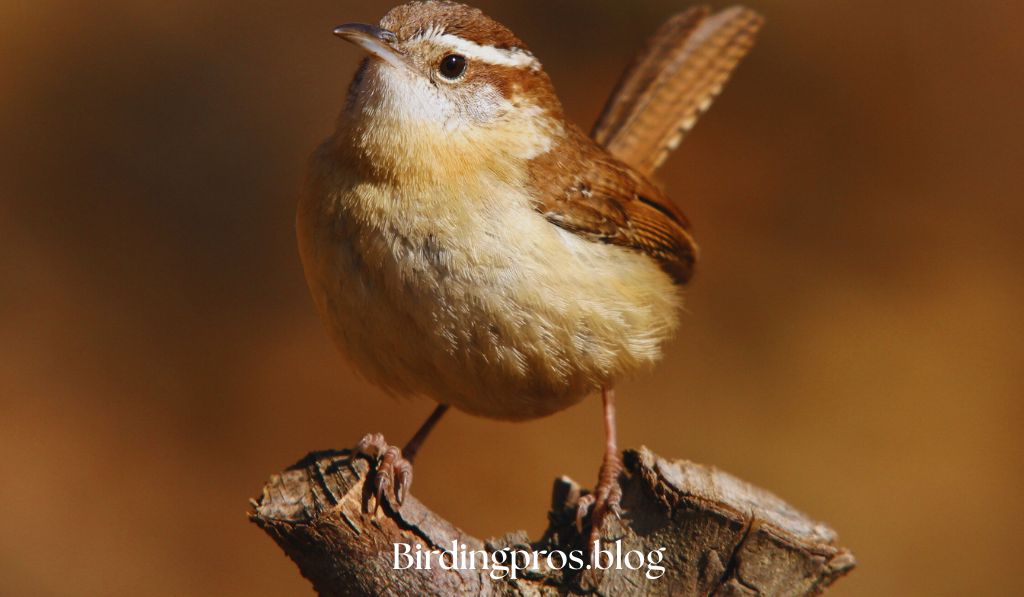 Carolina Wrens