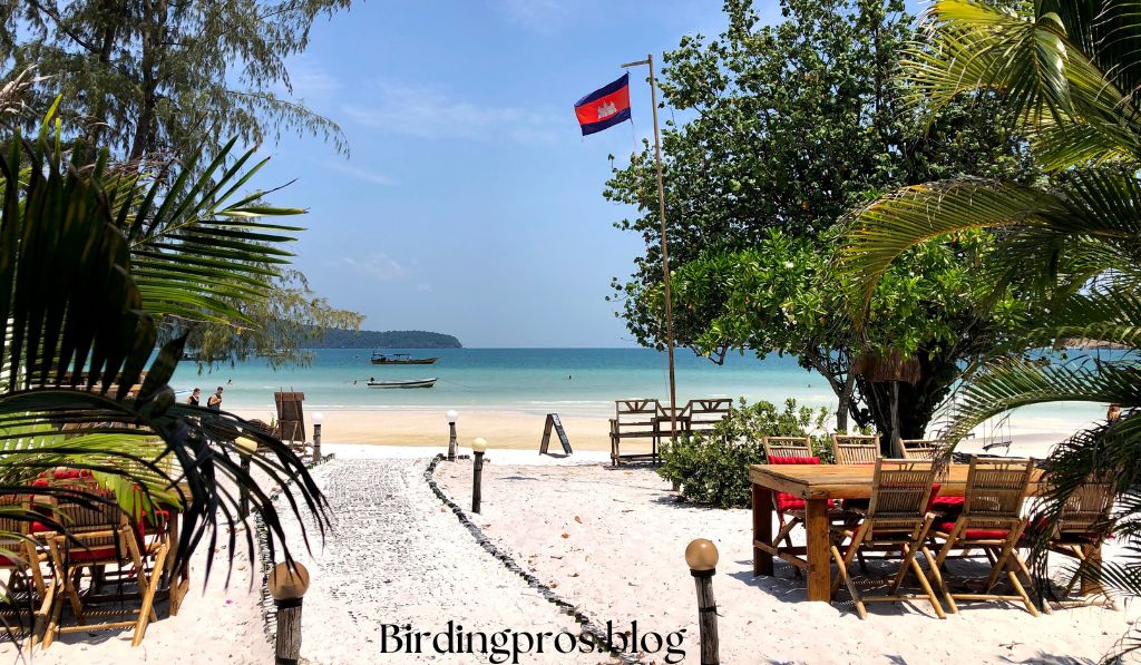 Coastal Areas and Beaches Seabird Spectacles