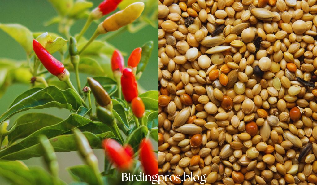 Commercial and Natural Bird Food