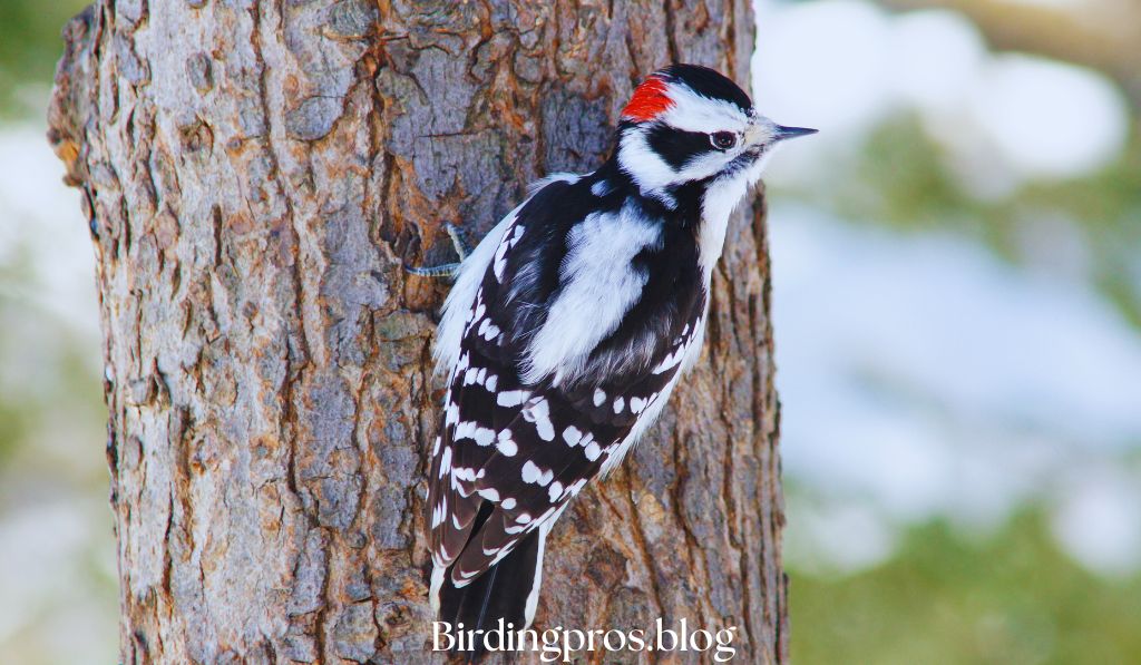 Downy Woodpeckers