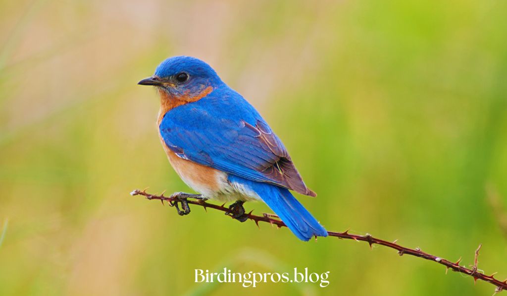 Eastern Bluebirds