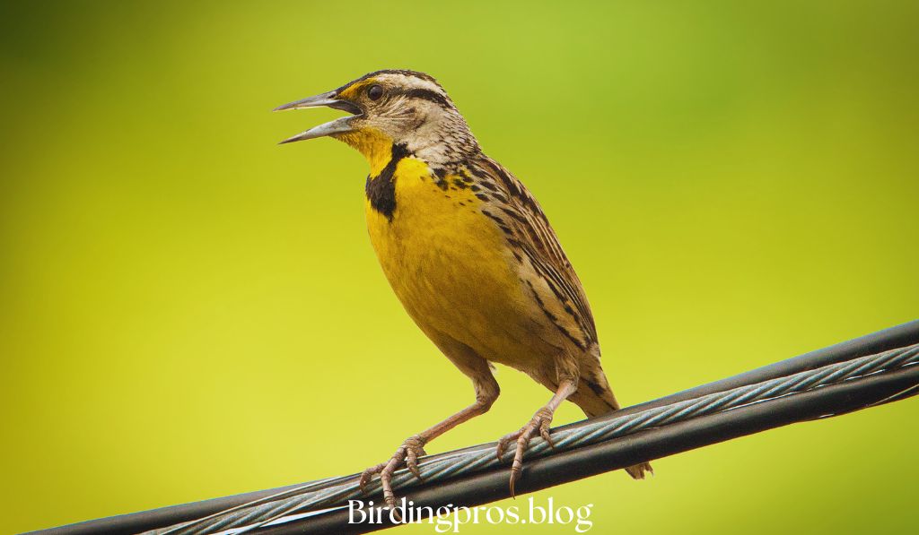 Eastern Phoebes