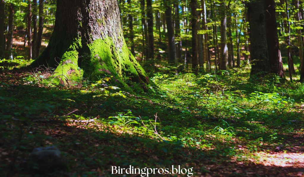 Forests and Woodlands Discovering Avian Diversity