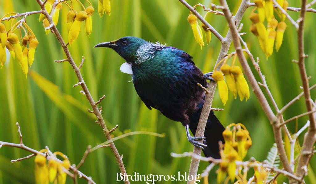 Growing Native Plants for Birds