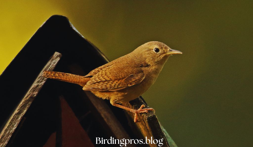 House Wrens