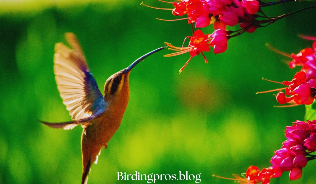 Hummingbird