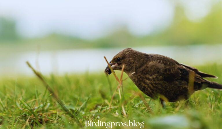 Insects-Eating Birds