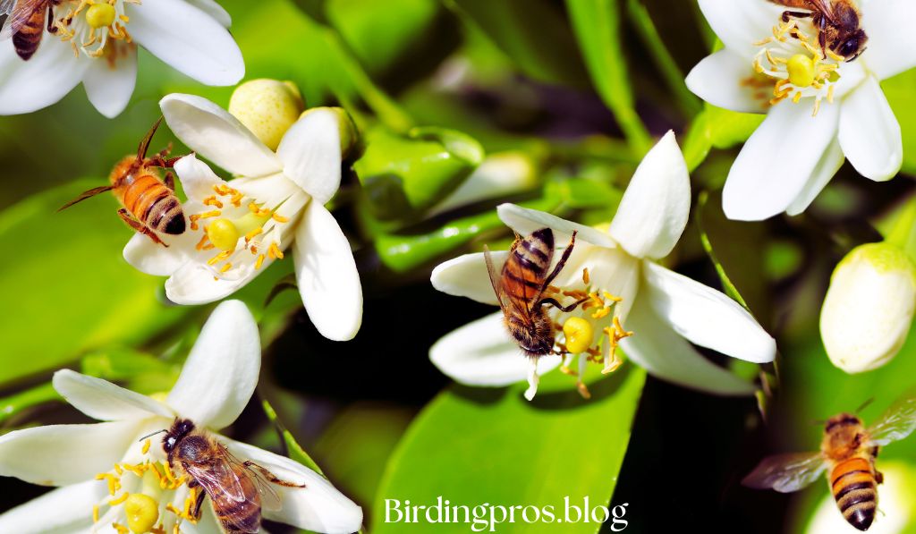 Insects Essential Protein Source