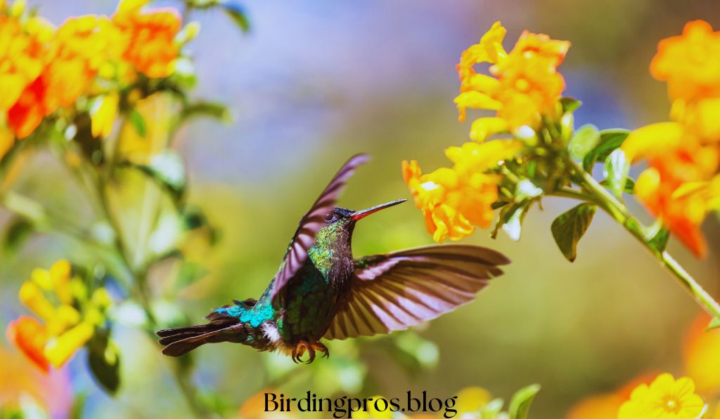Local Parks and Gardens Birding in Your Backyard