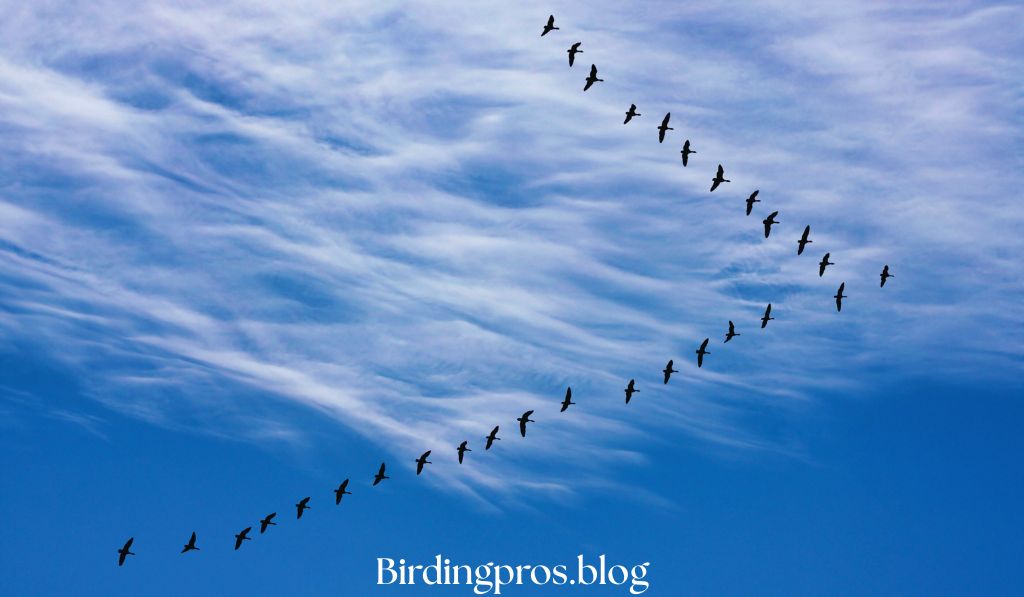Migration Patterns