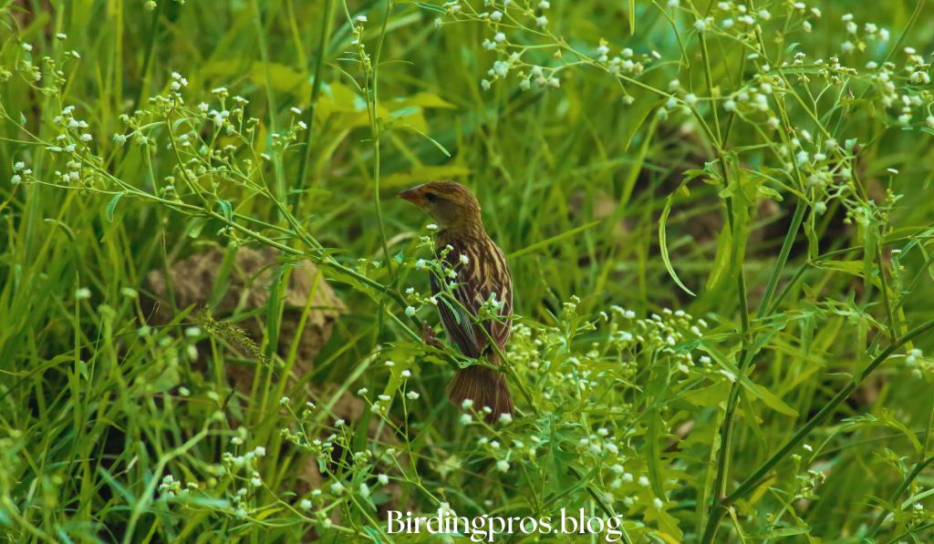 Native North American Sparrows