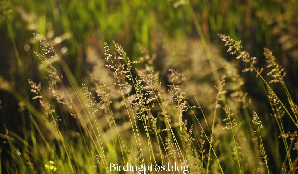 Native Plant Varieties, Cultivars, and Hybrids
