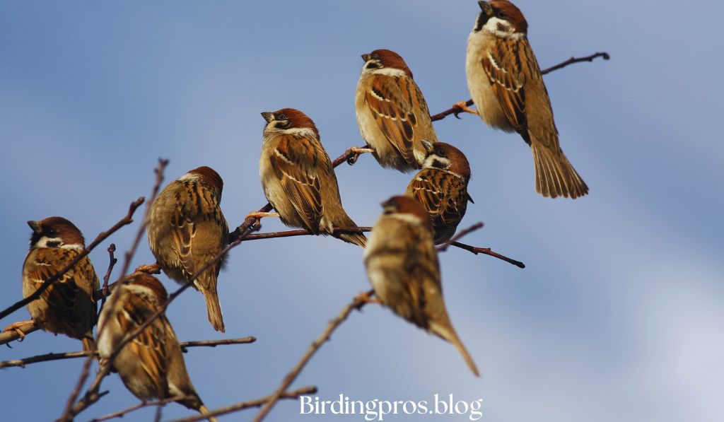 Native Sparrows