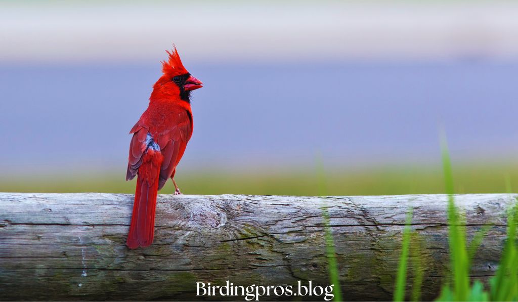 Northern Cardinals