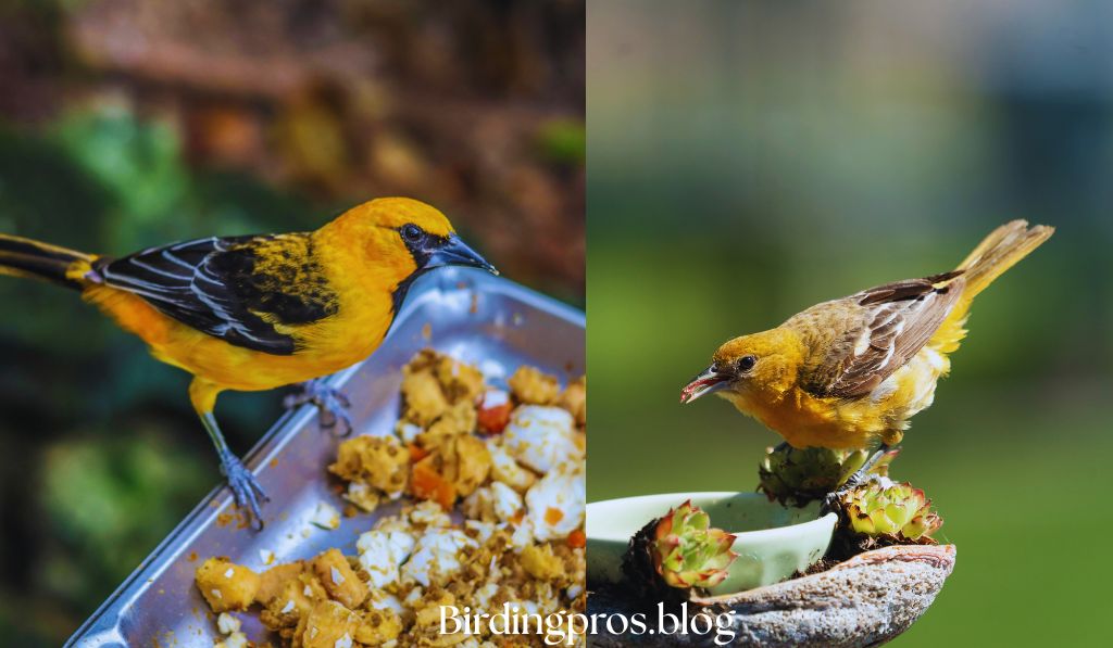 Oriole Attraction Techniques