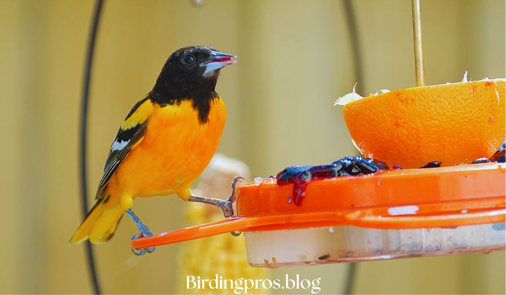 Oriole Feeders
