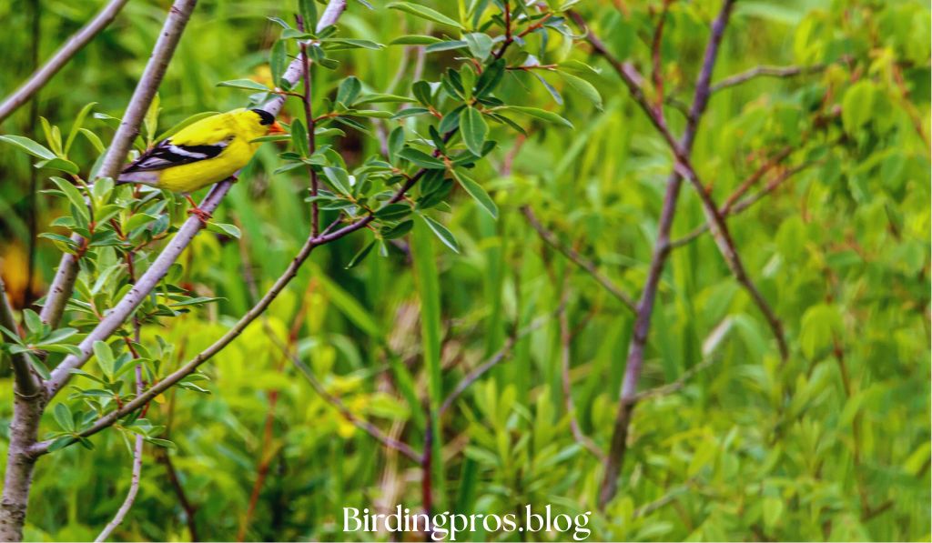 Oriole-Friendly Habitat