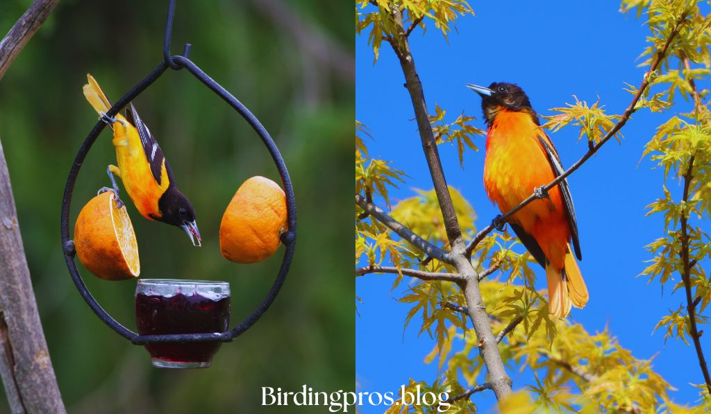Oriole Photography