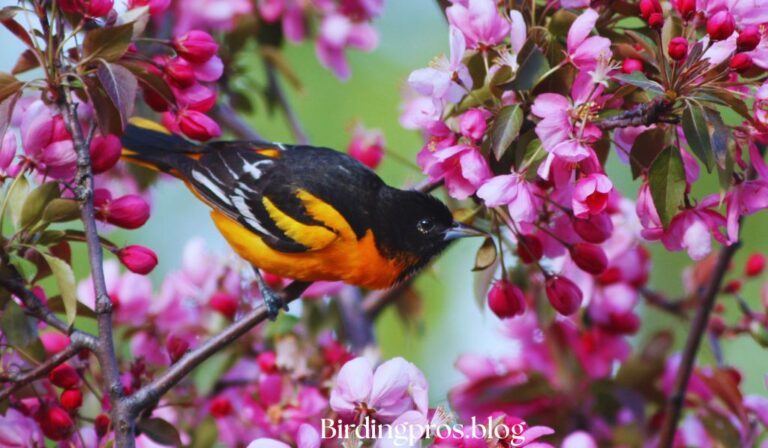 Orioles